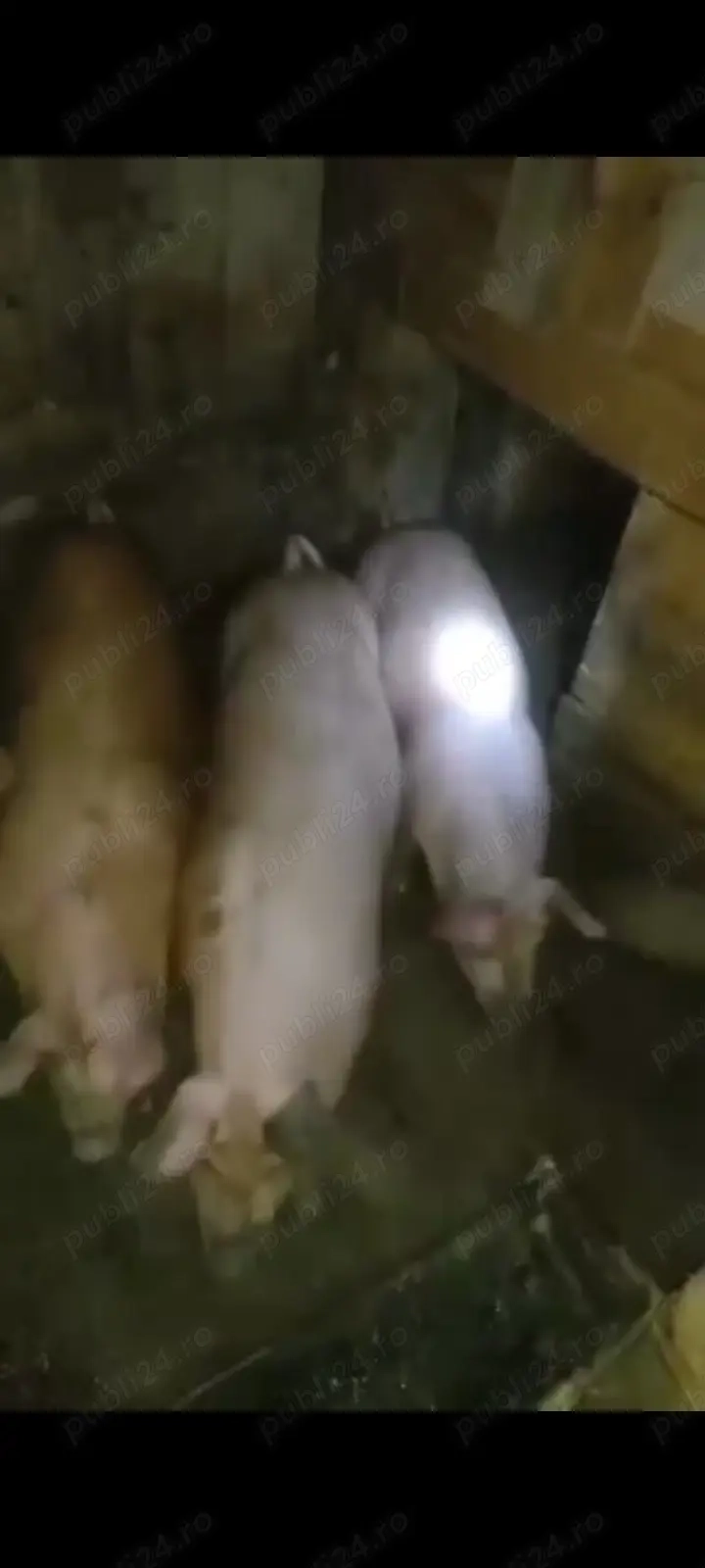 Vând porci Duroc, 2 bucati