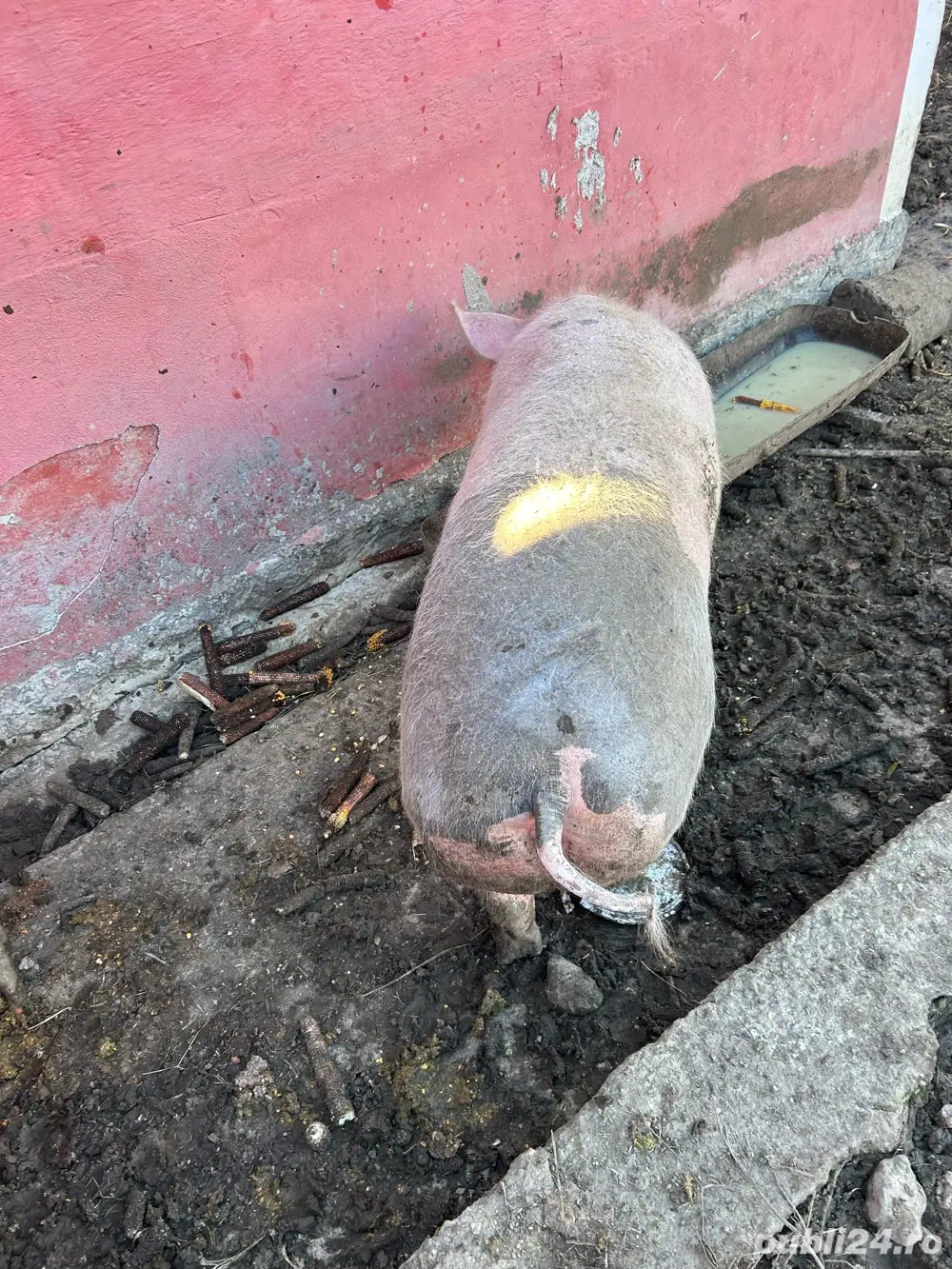 vand scroafe de carne 