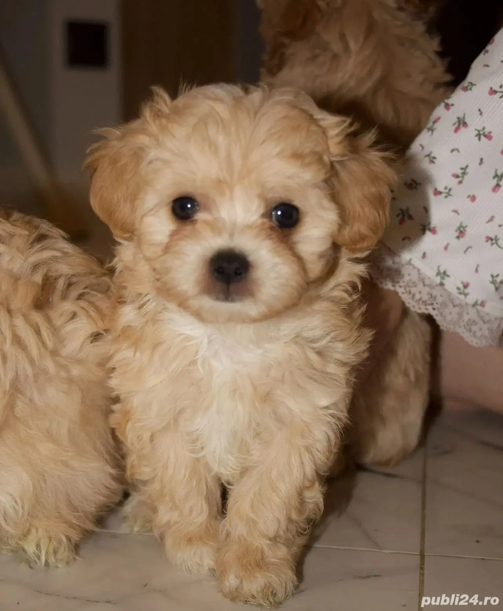 maltipoo asigur transport!