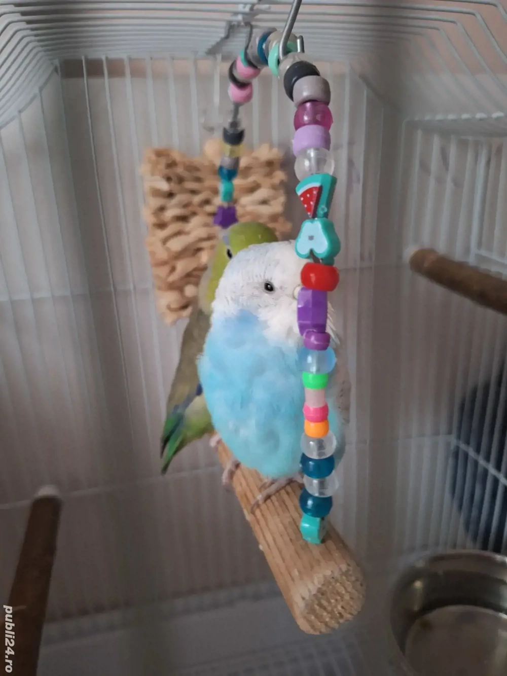 donez papagal forpus si perus