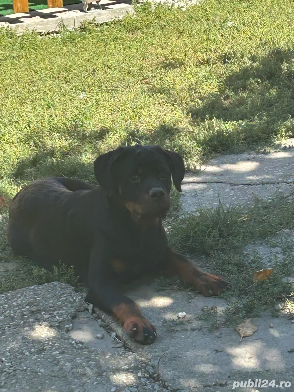 vand femela rottweiler