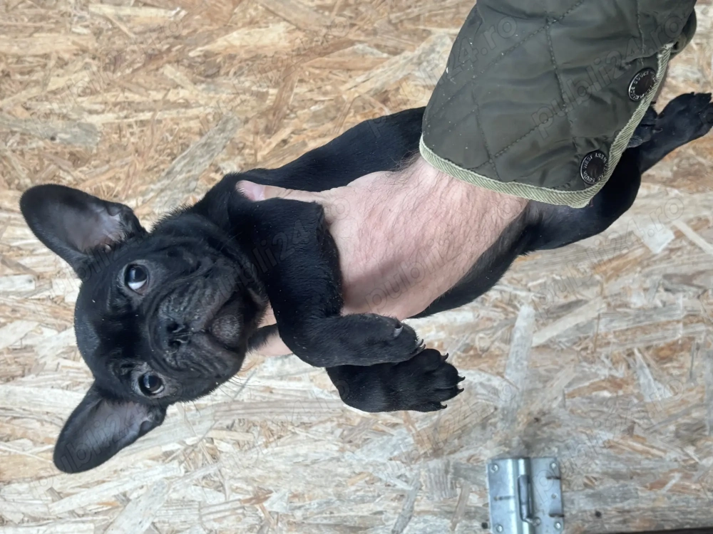 Bulldog Francez femela