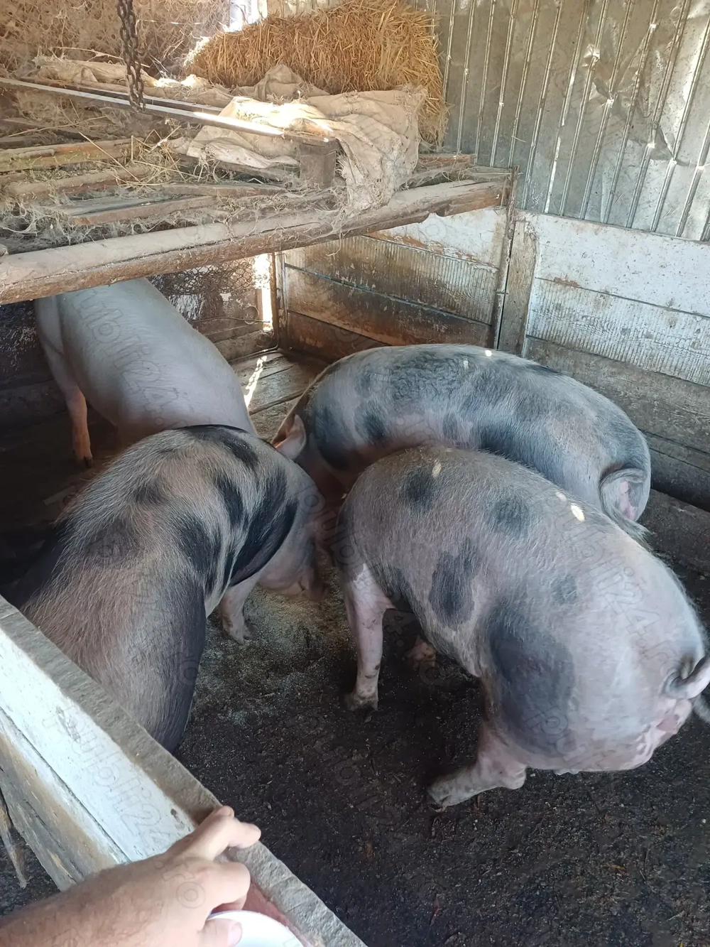 Porci grasii de vanzare!!