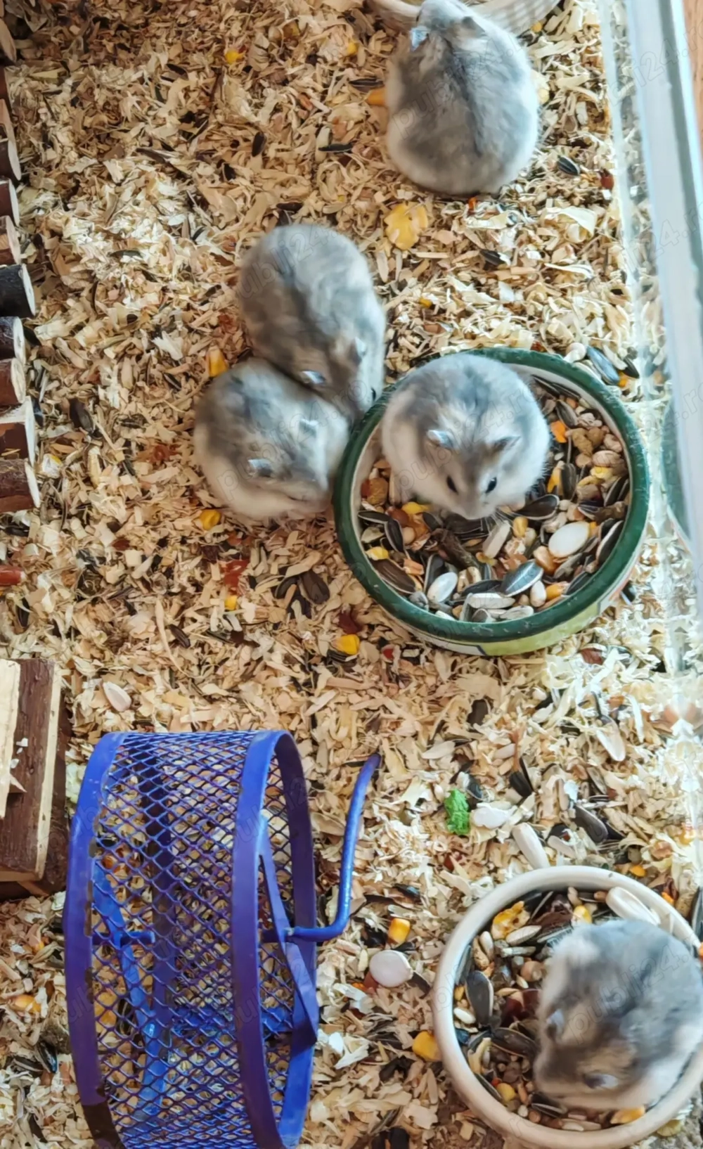 Ofertă hamsteri - gratuit