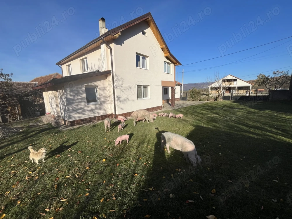 Vând purcei în comuna pui.