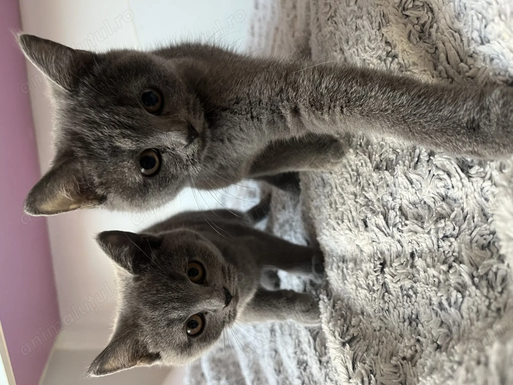 Pui de pisica british shorthair blue si lila