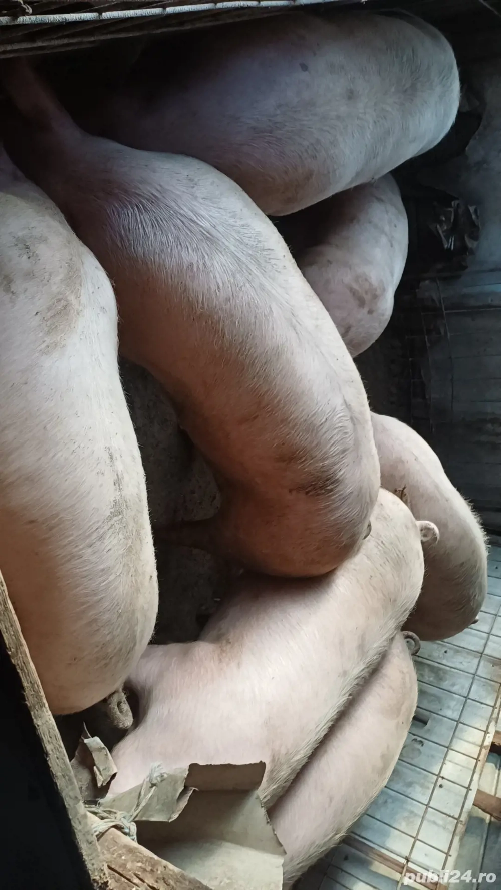 Vand porci de casa bio 16lei kg