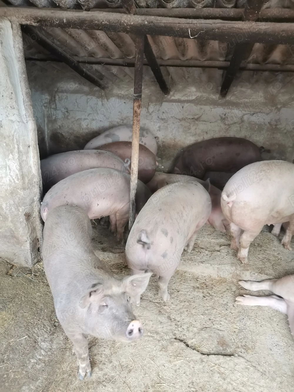 Vand porci rasa de carne