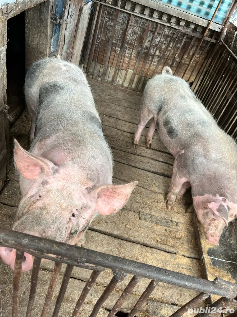 Porc de vânzare pentru sacrificat 