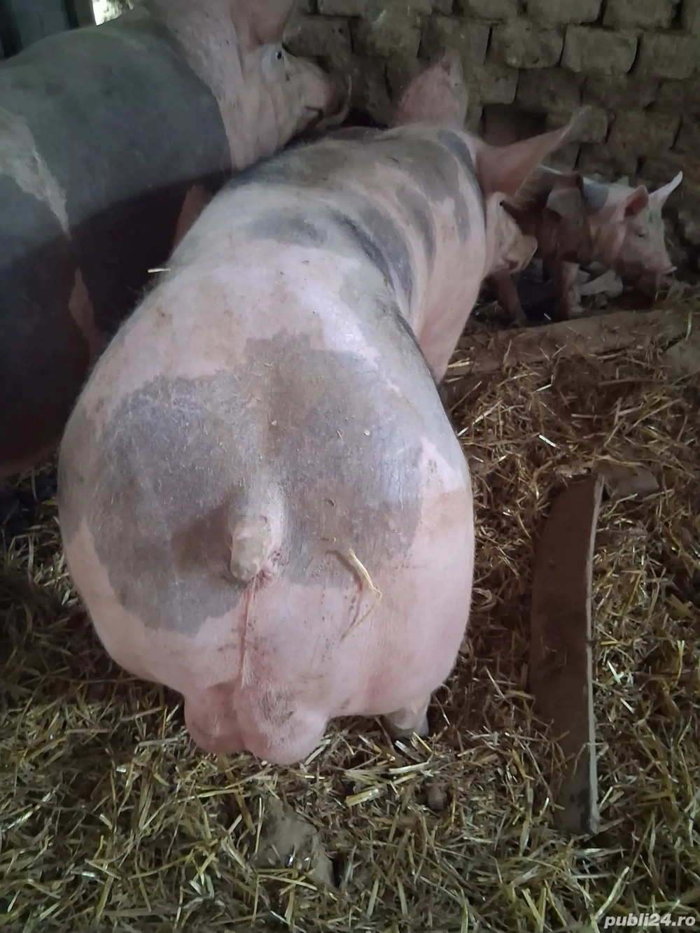 Vier petrean 80-90 kg