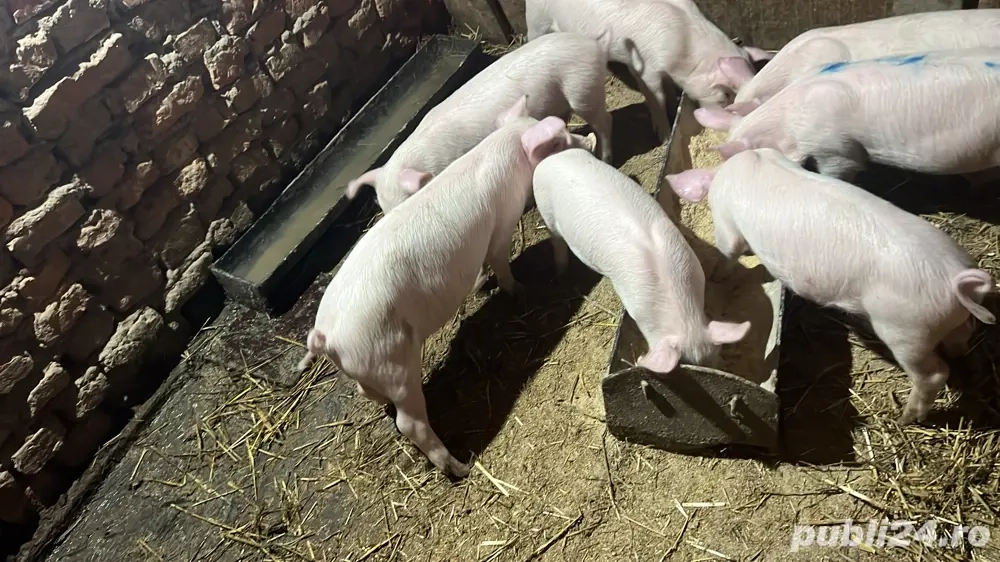 Vand purcei landrace