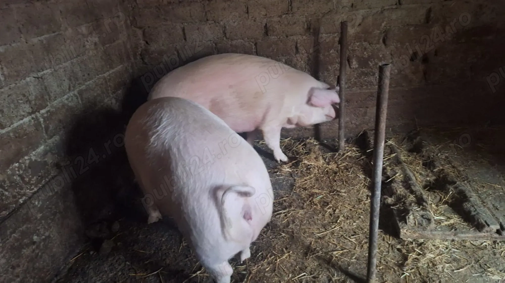 Vand porc rasa carne