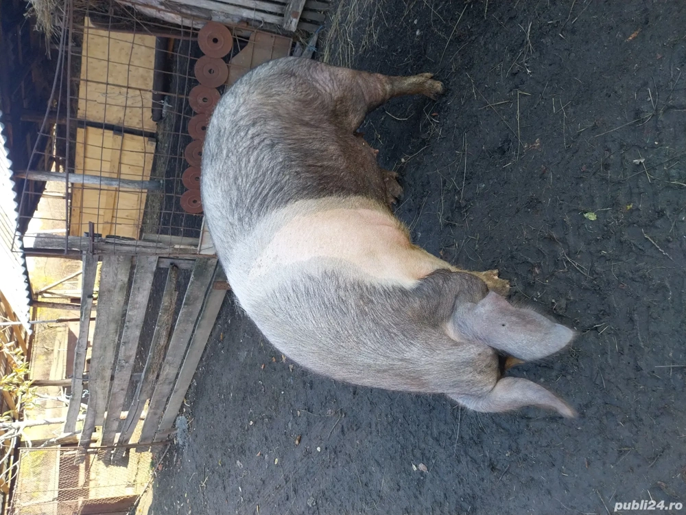 Porci de vânzare mai multe detalii la telefon 