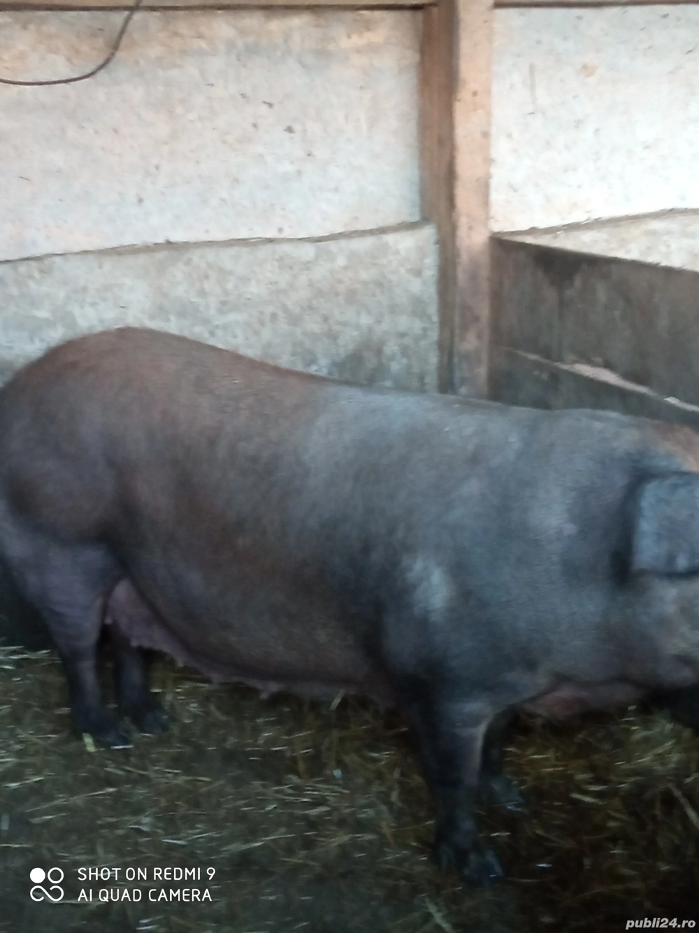 vand purcea de sacrificare 