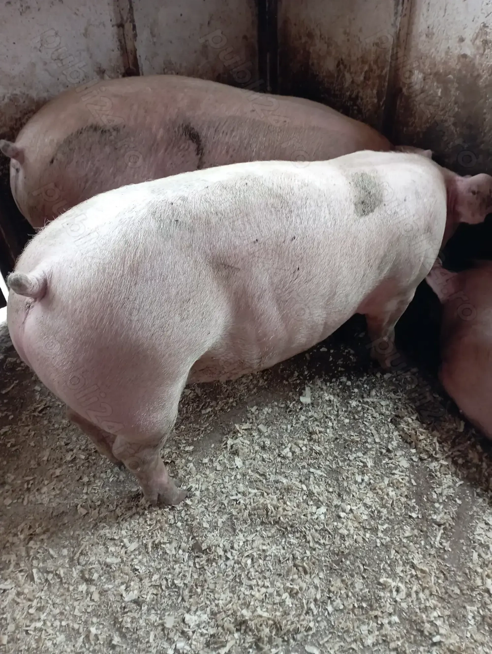 Vând porci de carne 