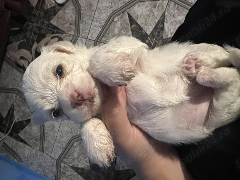 O fetiță disponibilă în Iași 