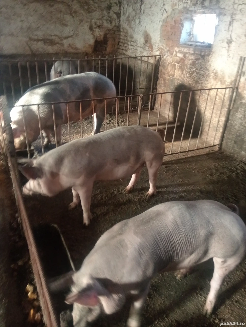 Porci pt Crăciun 110  si 200+ kg