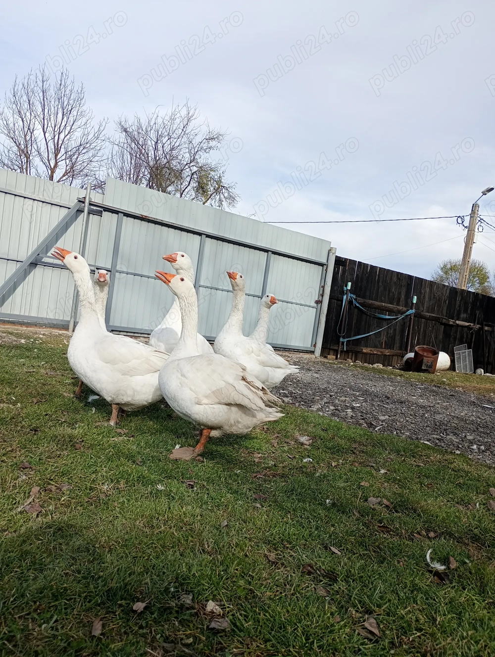 Gâște și rațe de vânzare 