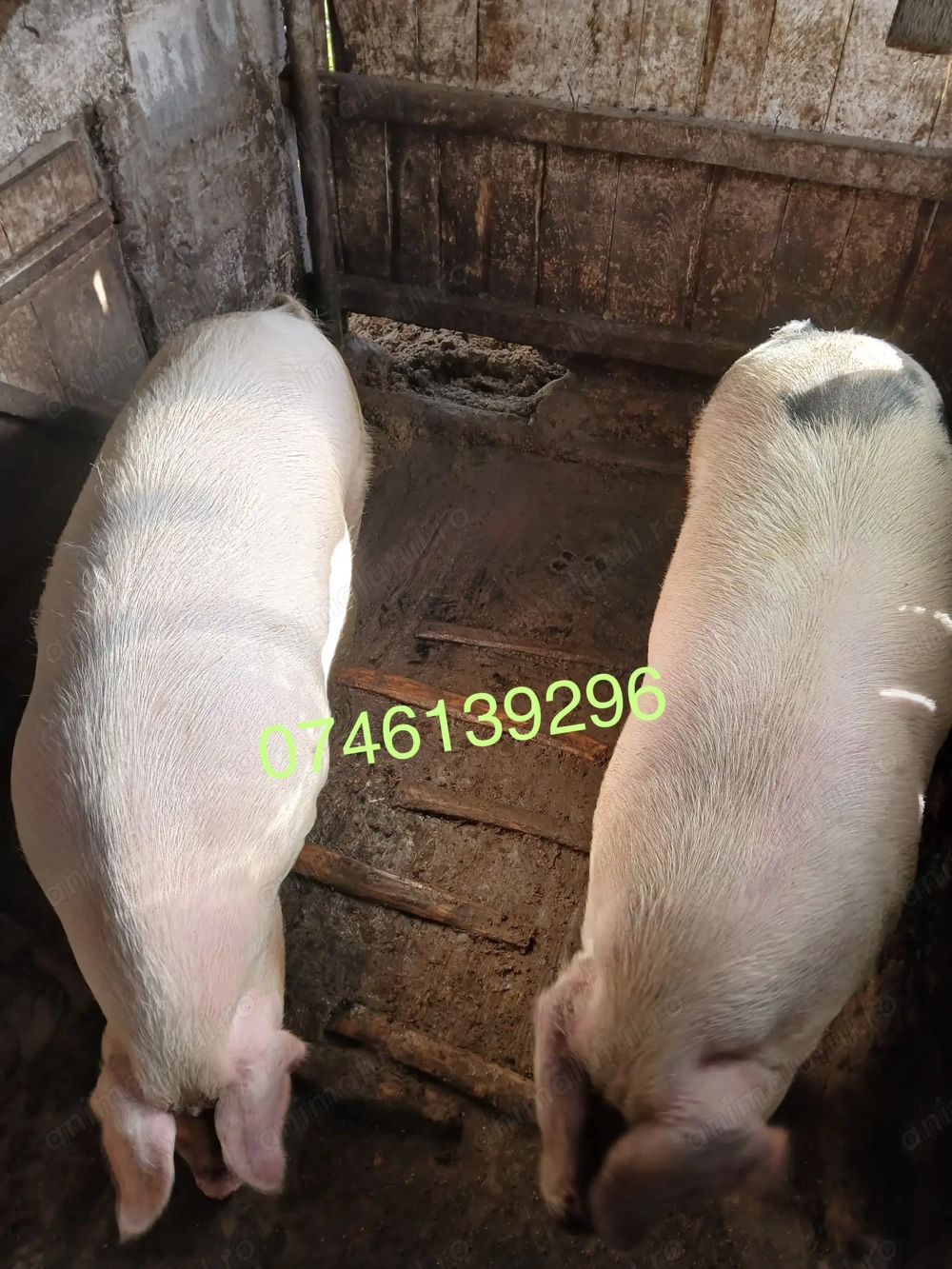 Vând porc marele alb