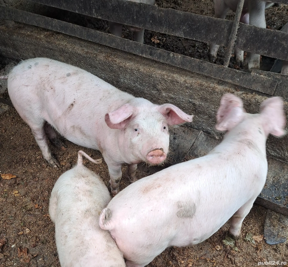 marele alb incrucisat cu landrace 35 kg