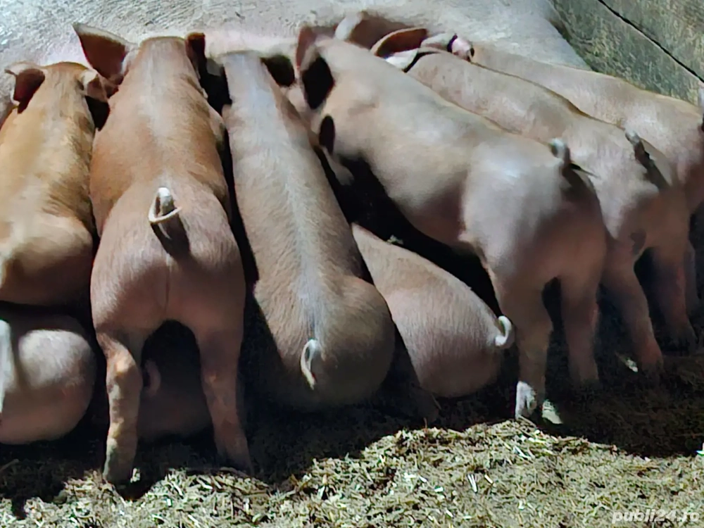 purcei durok cu petrian