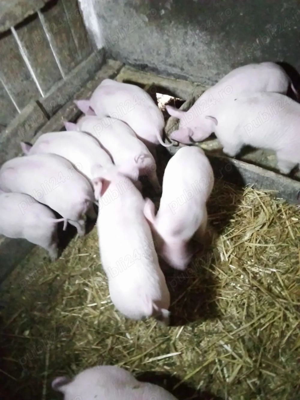 Vand purcei mici  2 Luni