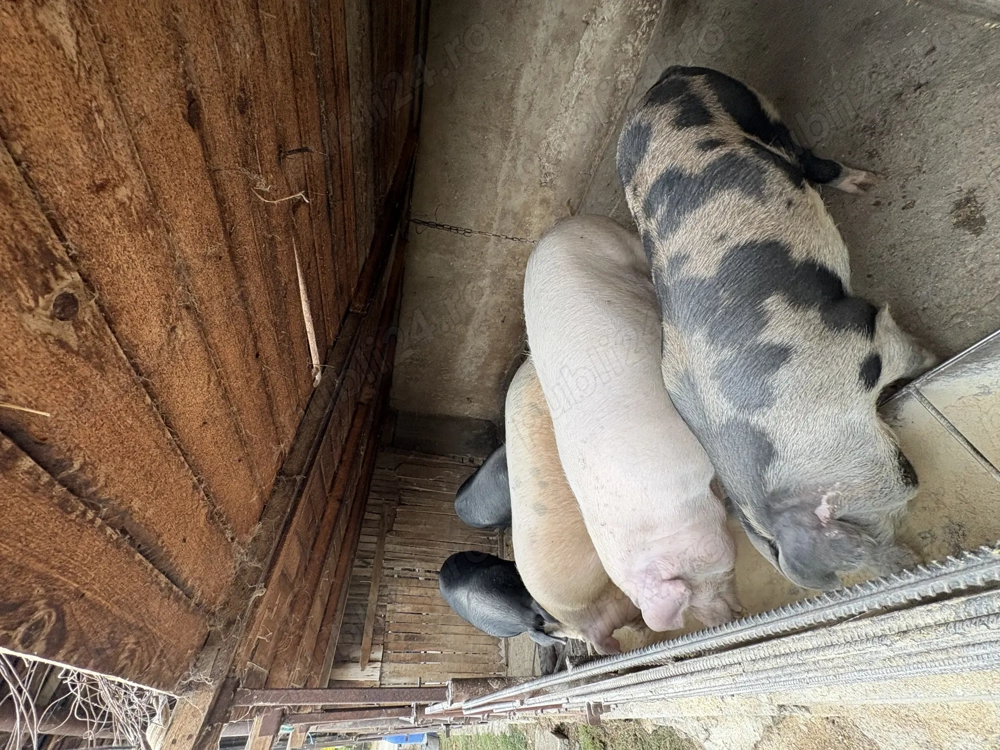 Vând porci 18 lei kg 