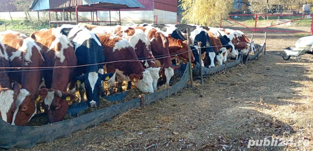 Vând junici gestante