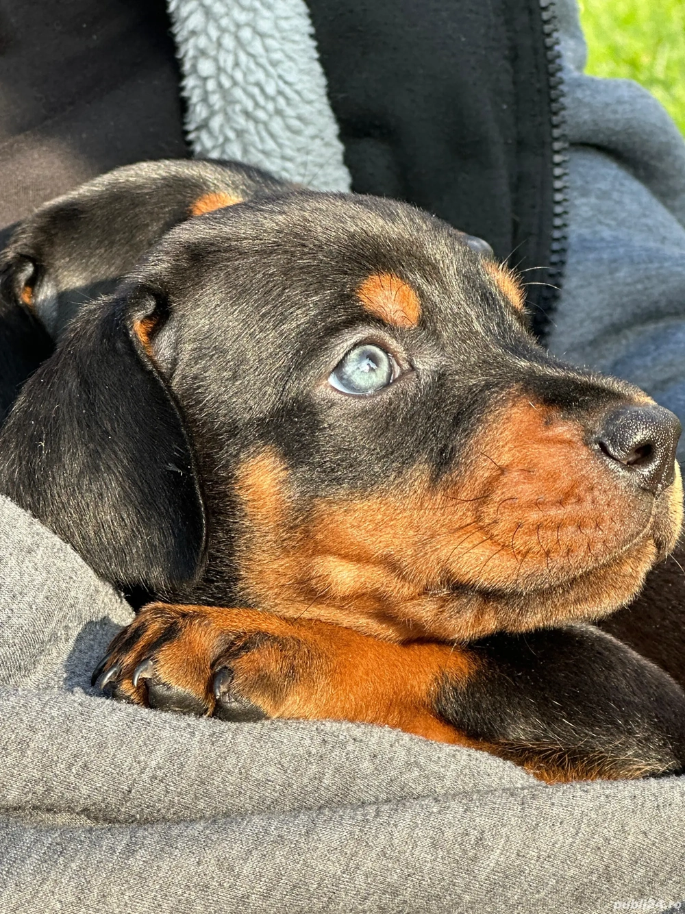 Dobermann 
