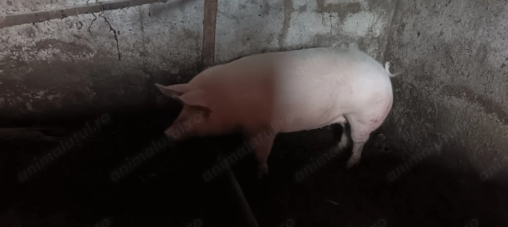 Vând purcea nu a fost fatata a nici o data 