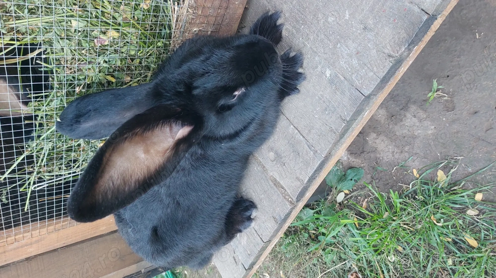 Vând iepuri  1 femele uriași belgian 