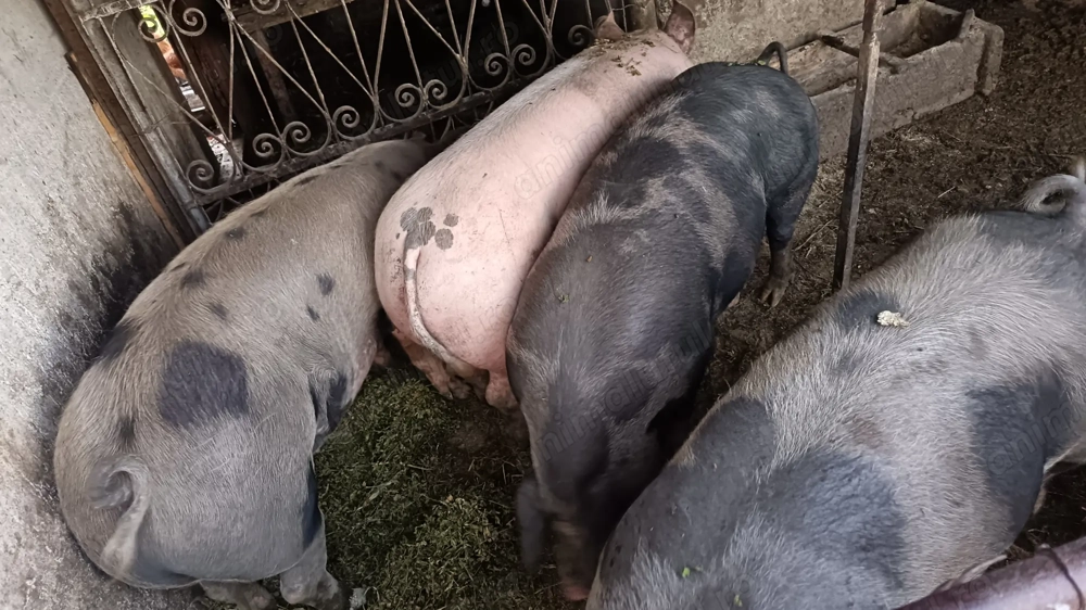 Vând porci pentru Crăciun 