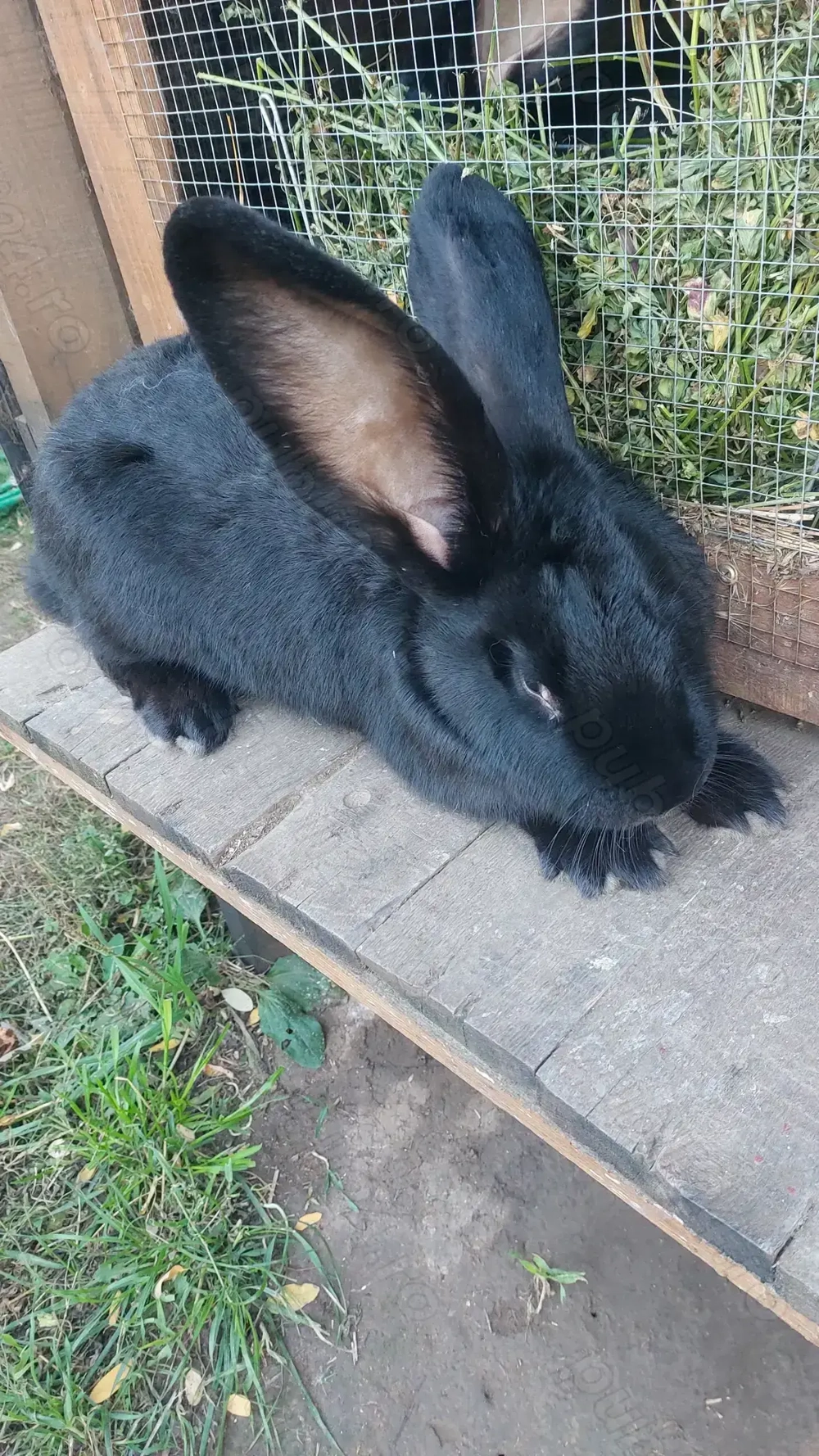 Vând iepuri  1 femele uriași belgian 