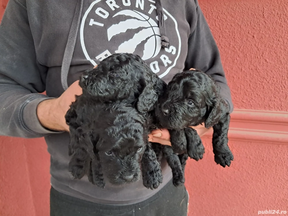 Cățeluși caniche  pudel negrii ,talie medie!