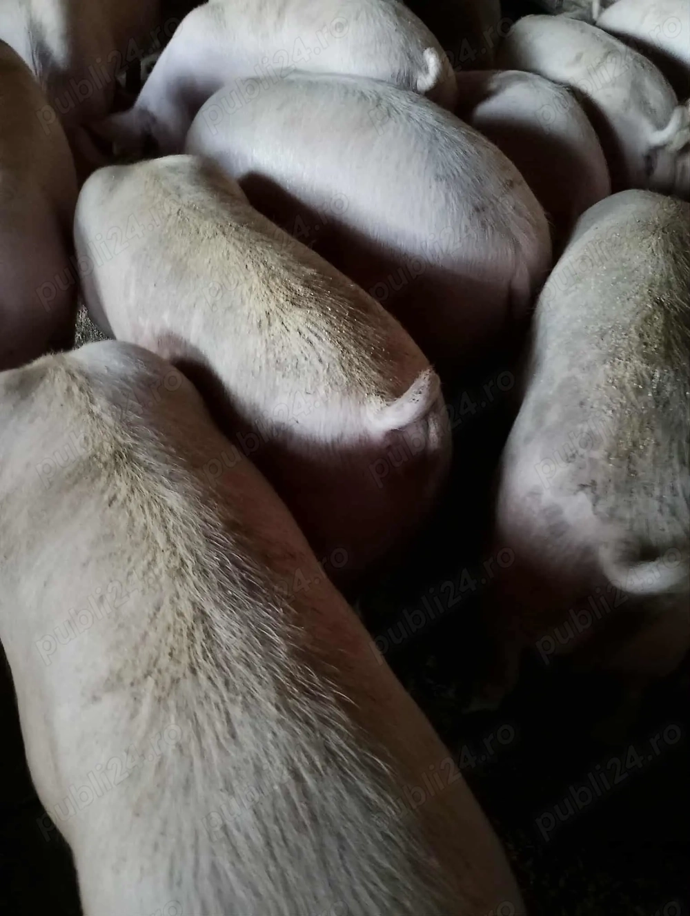 Porc de vanzare Satu mare 