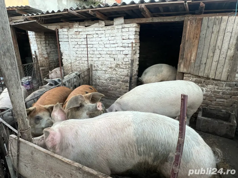 Porci de casă de vânzare   mari până la 300 kg + mai mici   Becicherecu Mic