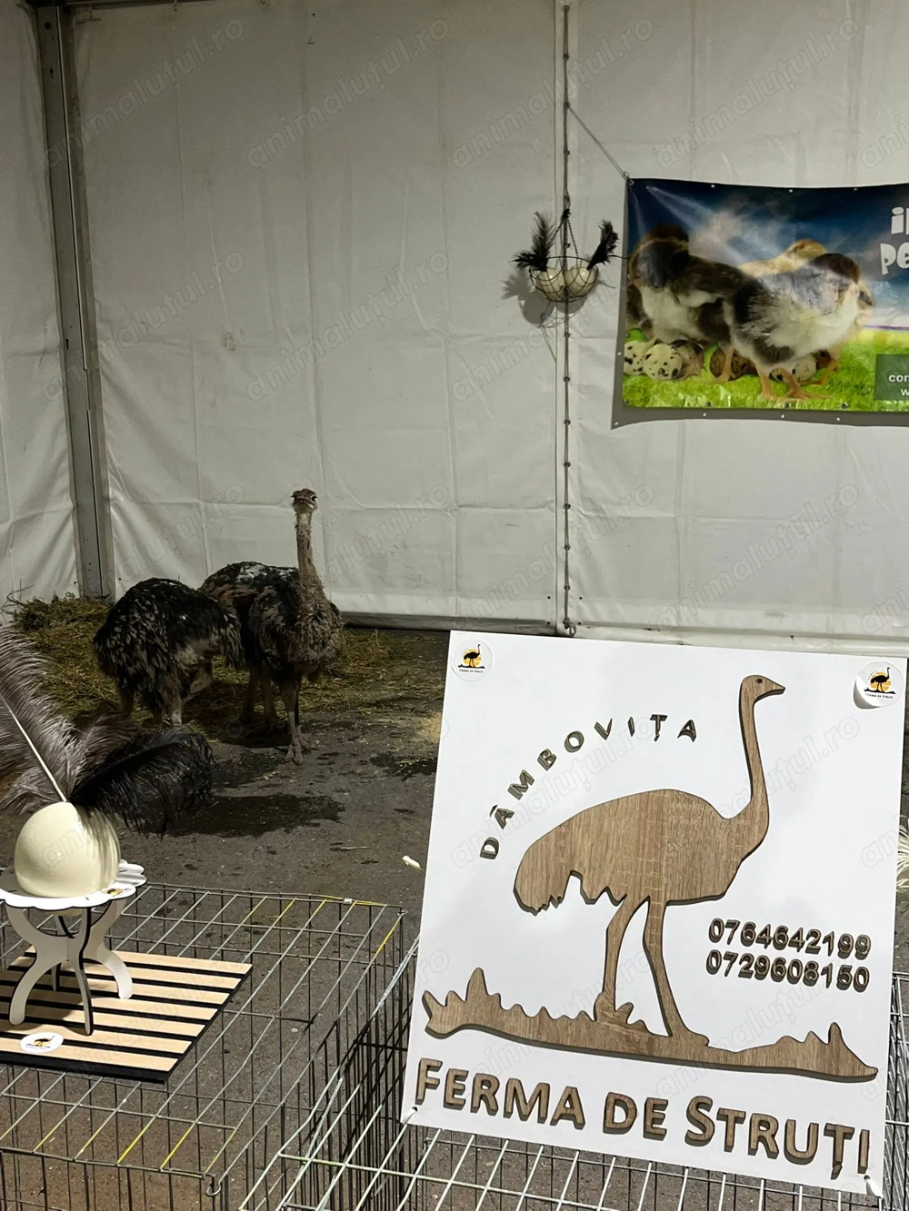 Pui de Strut Negru African