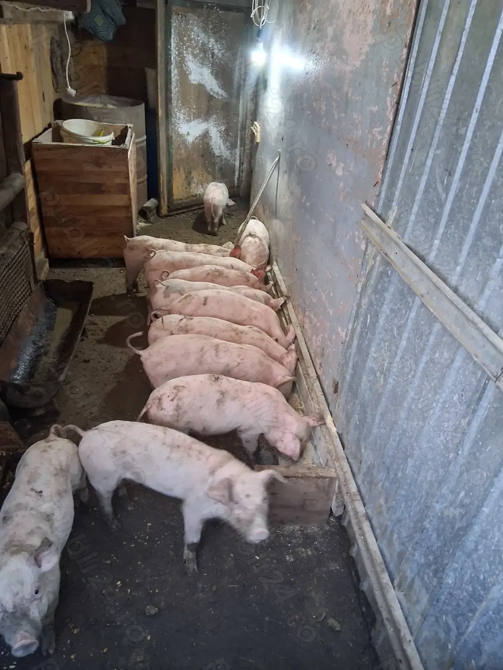 Vand purcei rasa maximus 