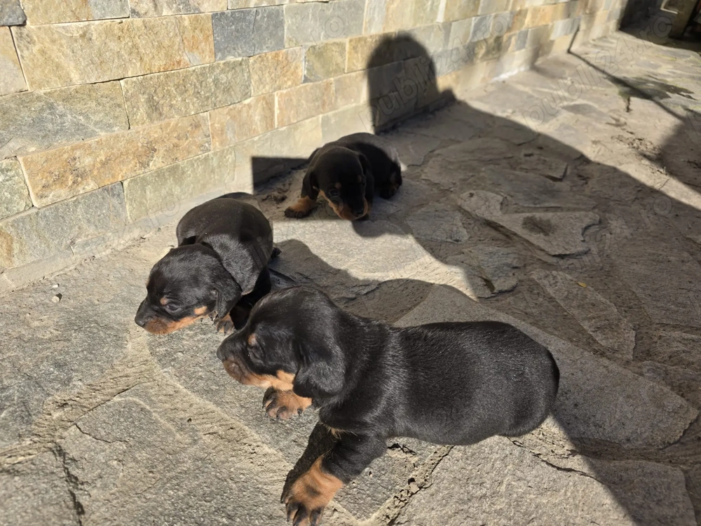 Vând Puiuți din rasa  Teckel 