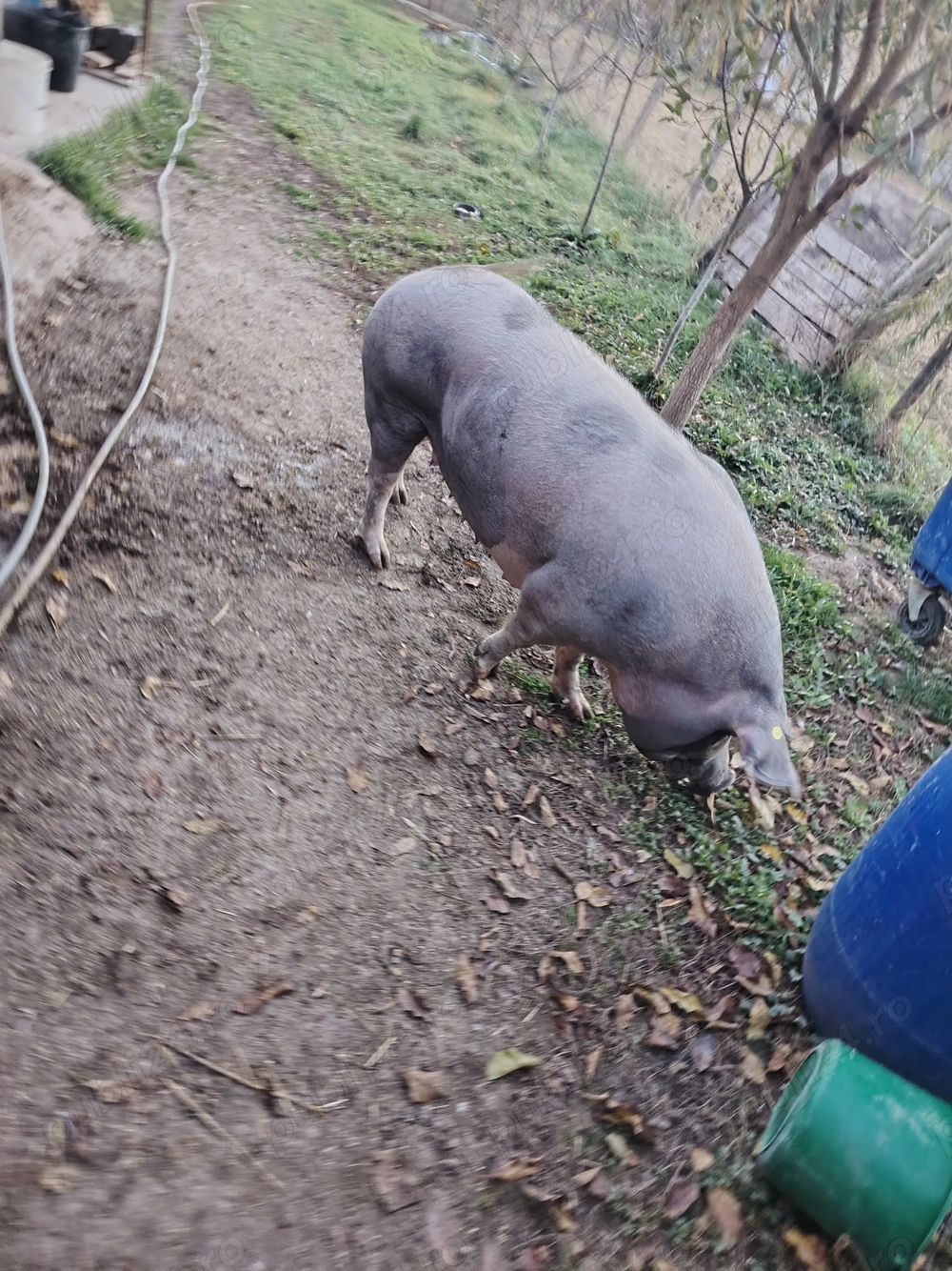 Vând scroafă petrean