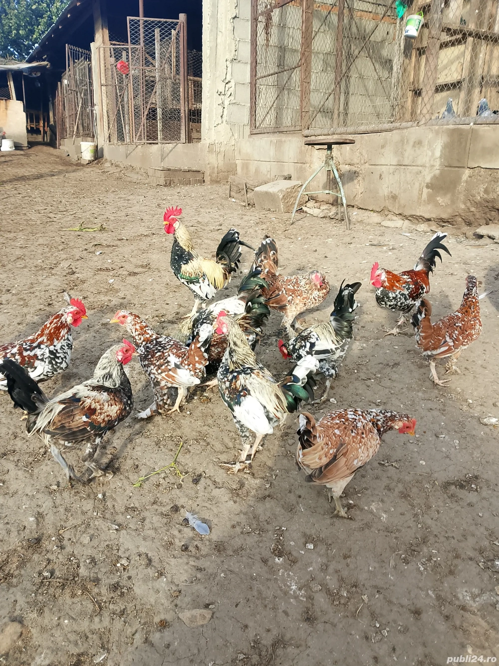 pui pe taci Râmnicu sărat