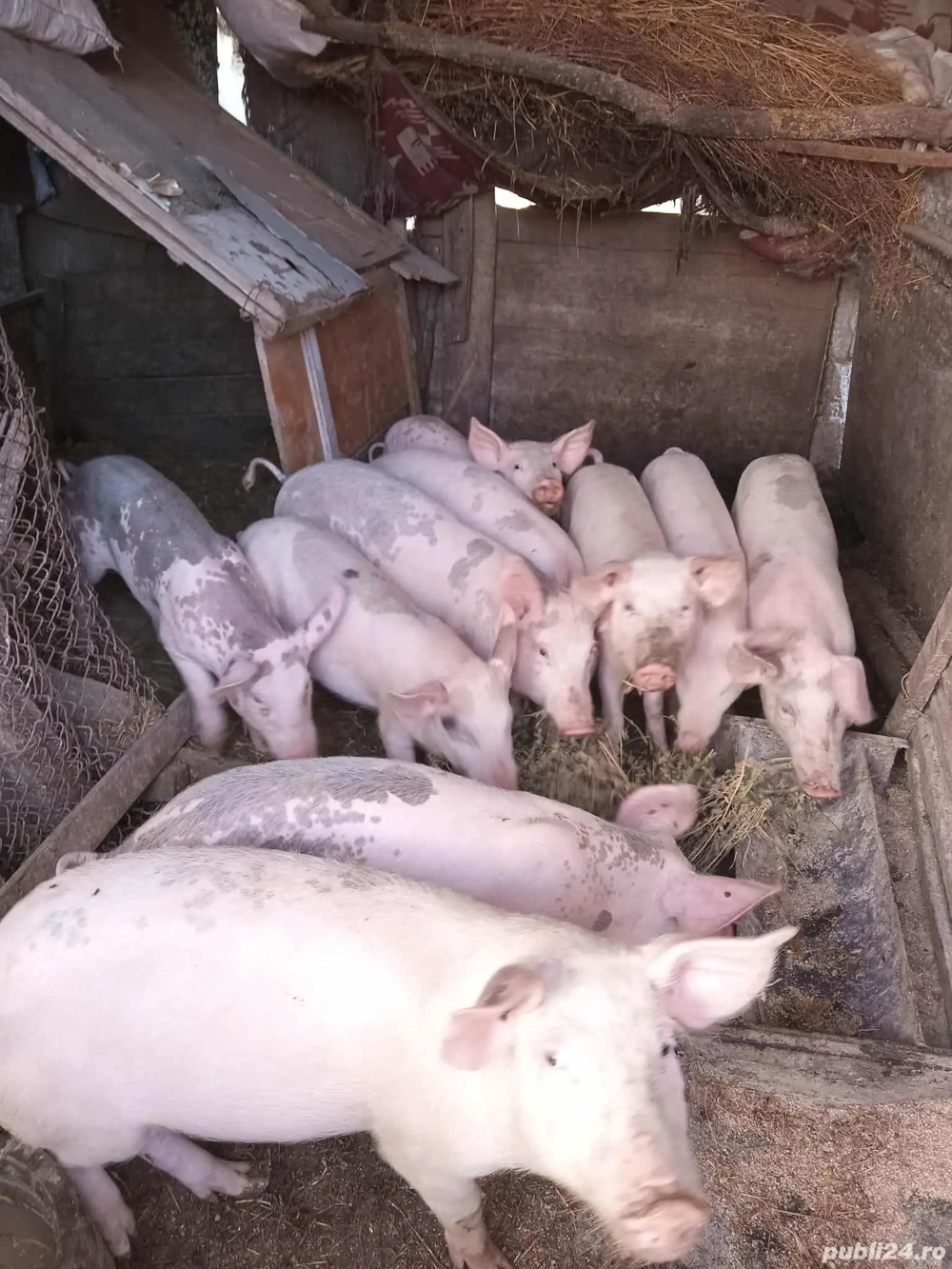 vând porci mici și mari