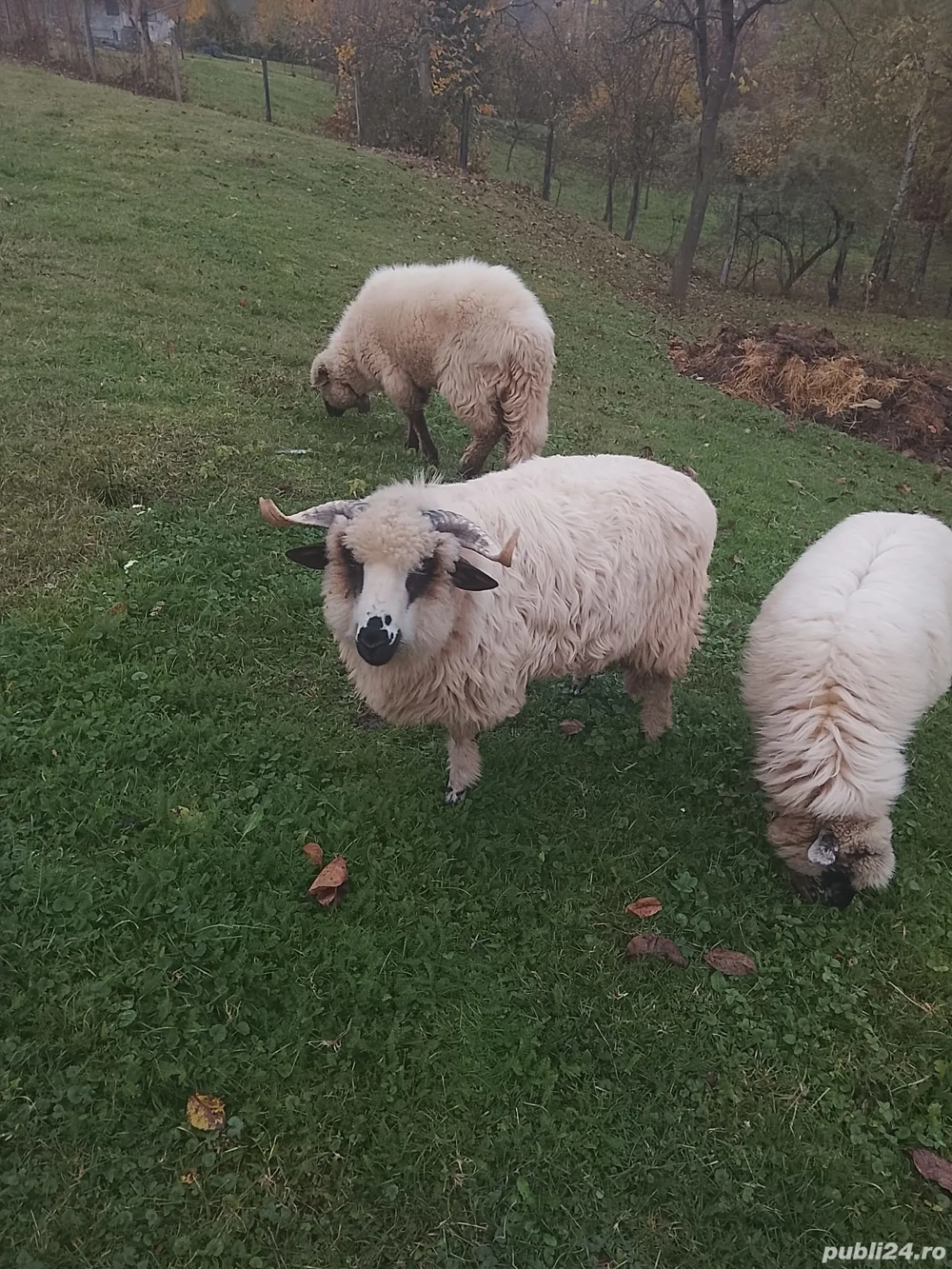 vand oi si un miel separat sau la comun