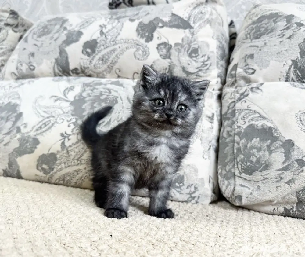 British shorthair pui