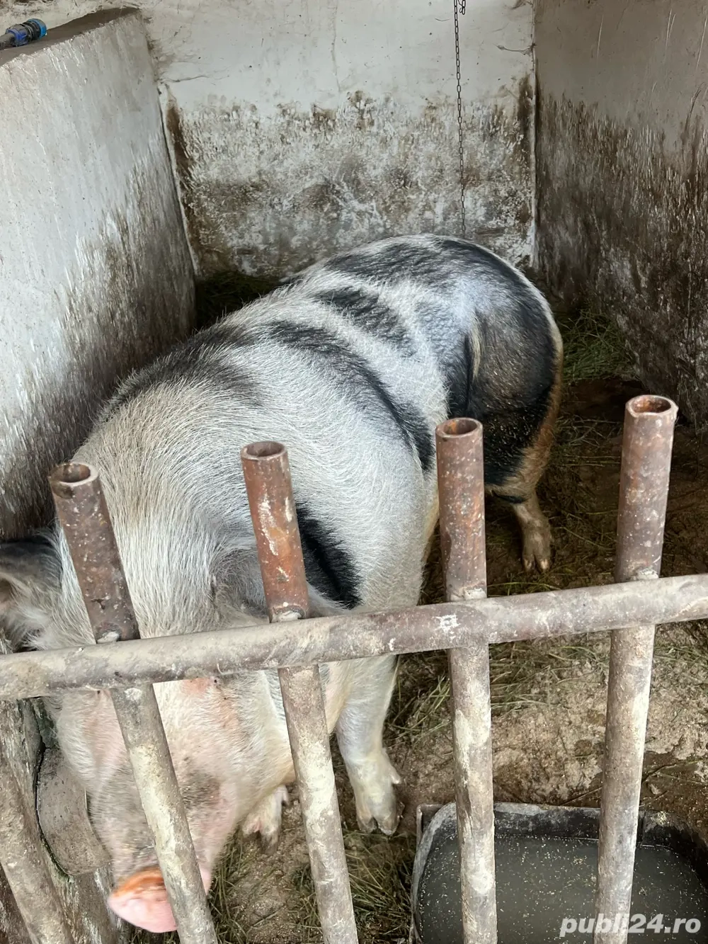 Porci Mari Oferta 