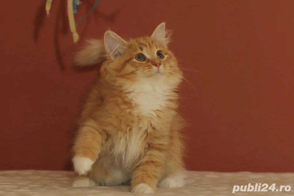 Siberiana de padure pui 