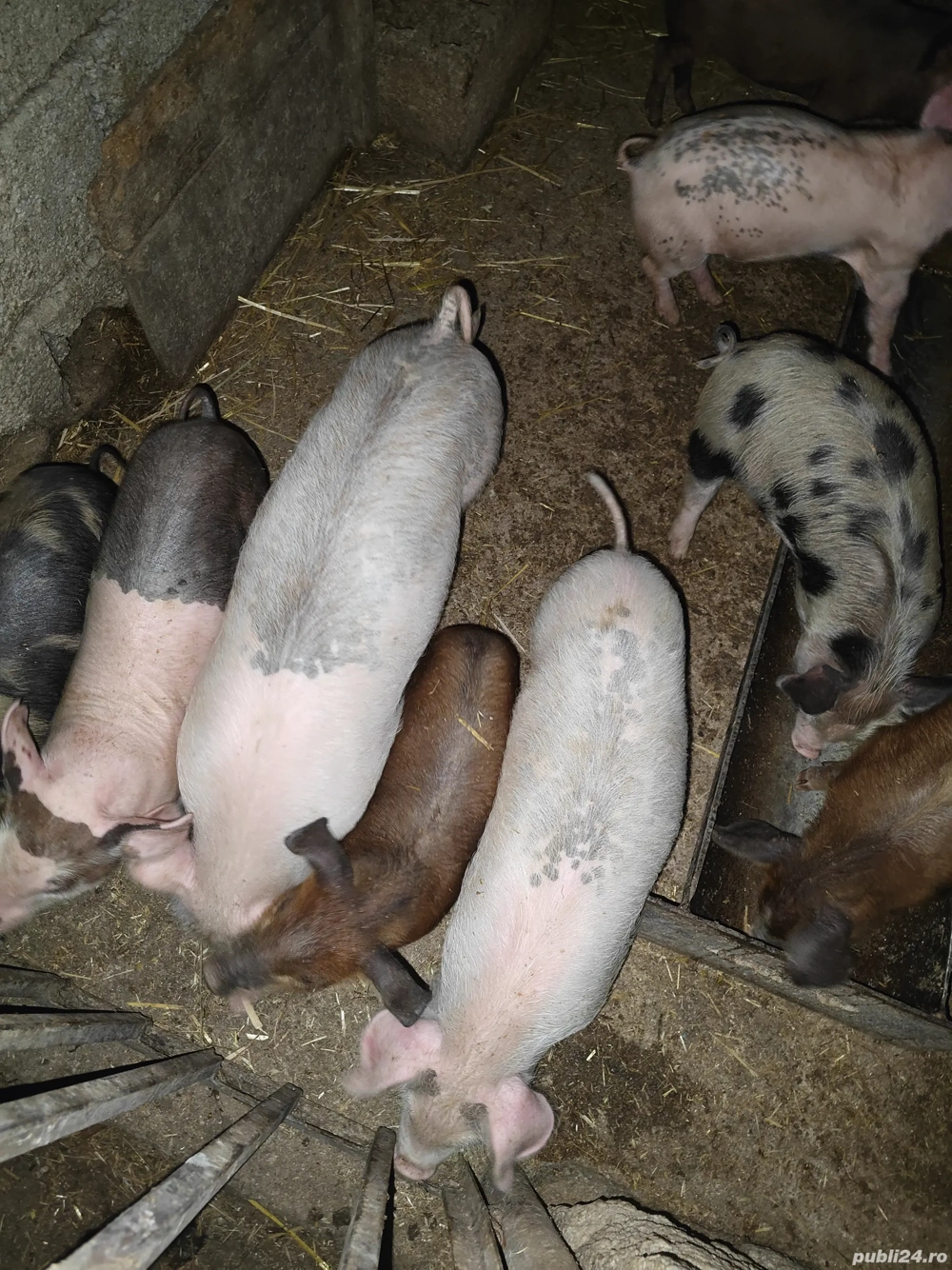 mai sunt 10 bucăți 