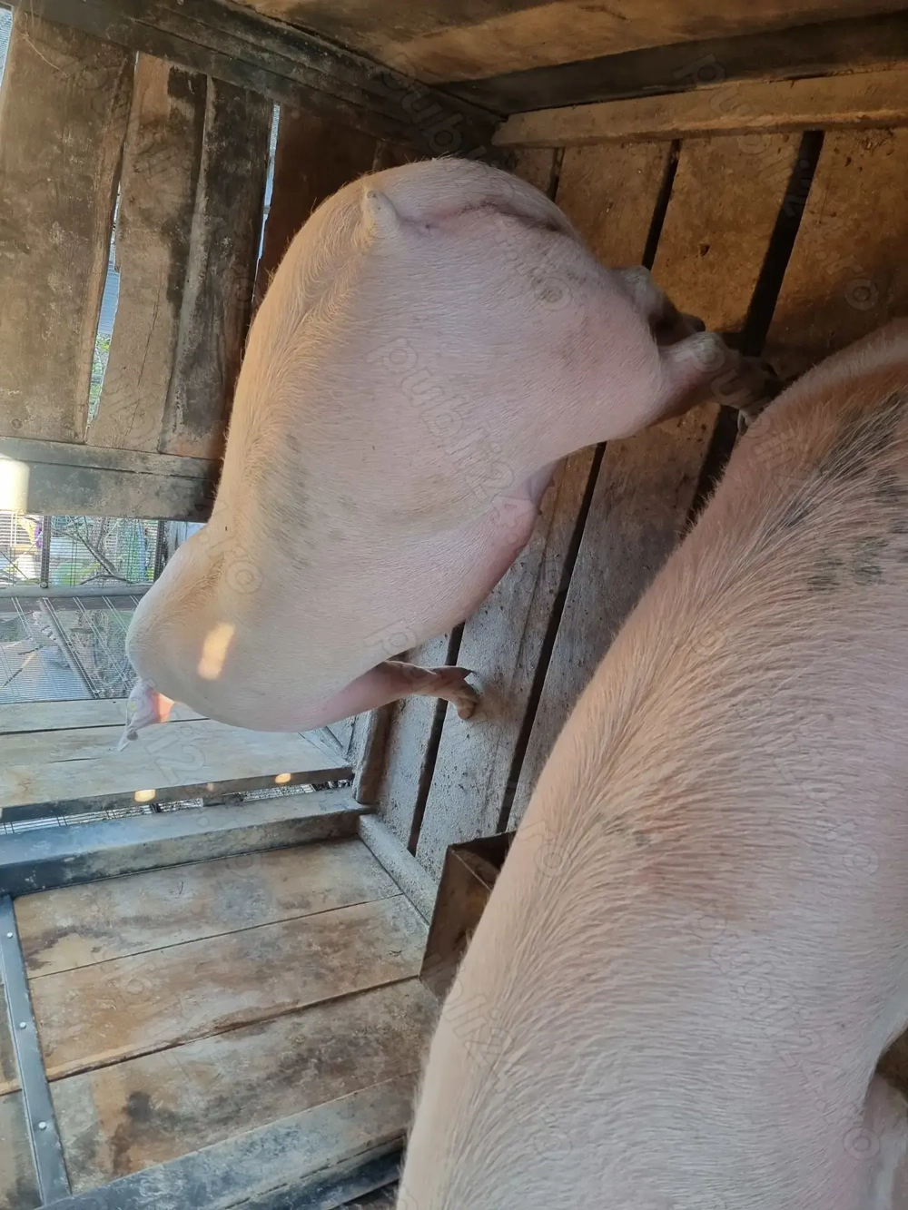 Vand porc pic pt. craciun