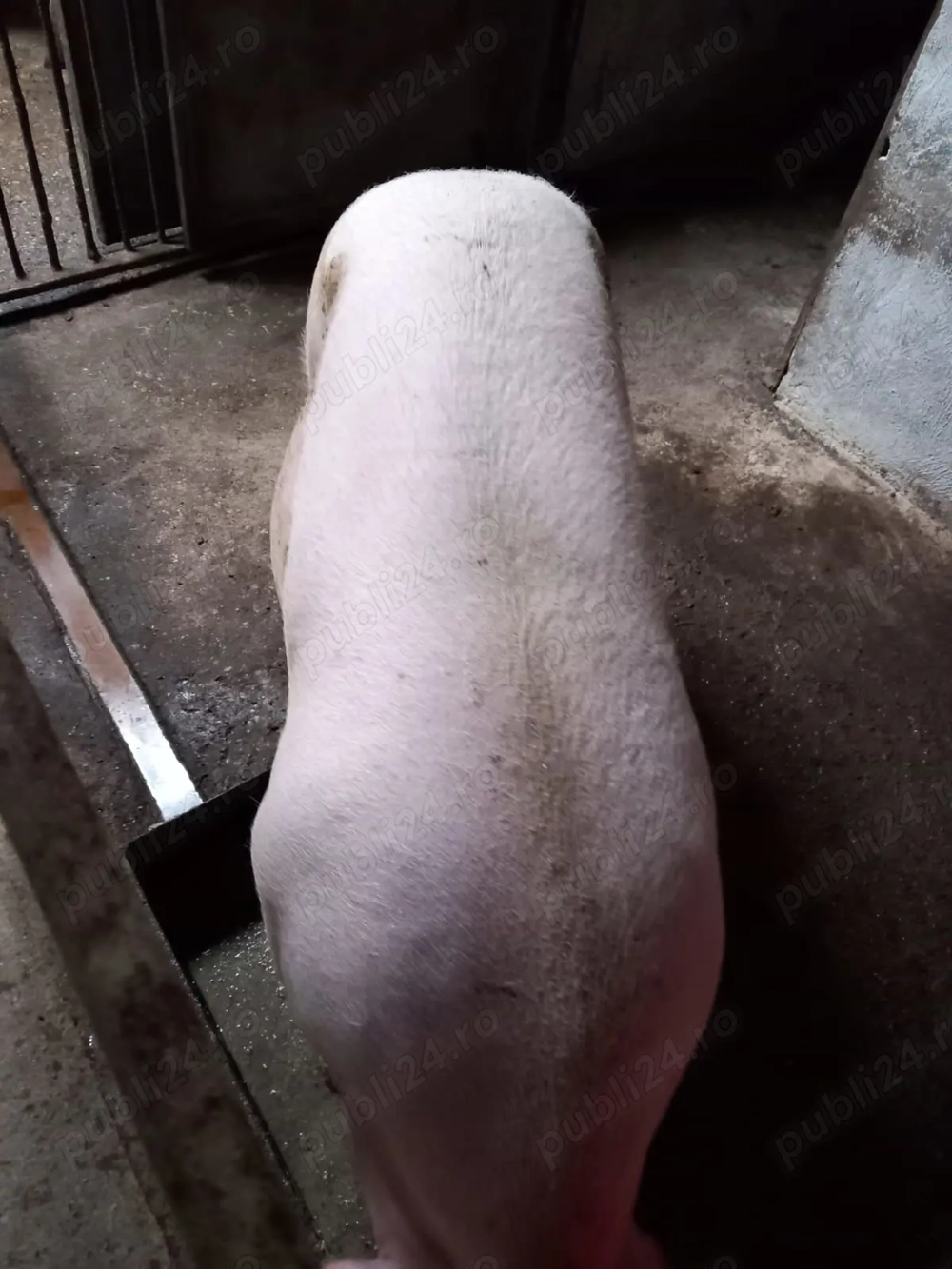 Vând porci pentru Crăciun 