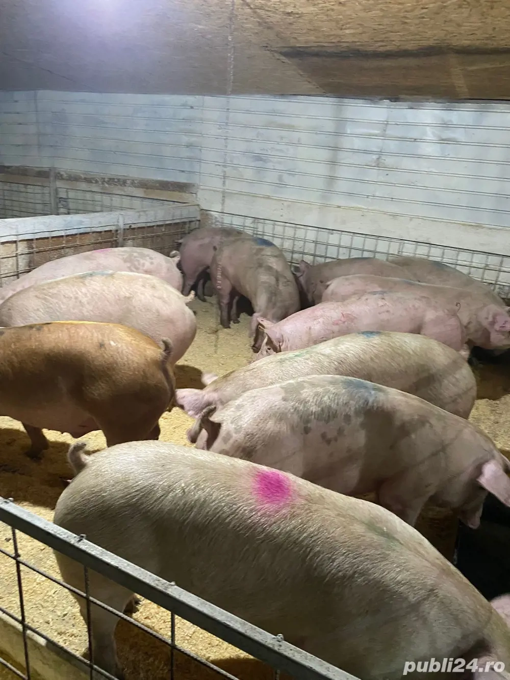 porci de vanzare super calitate 